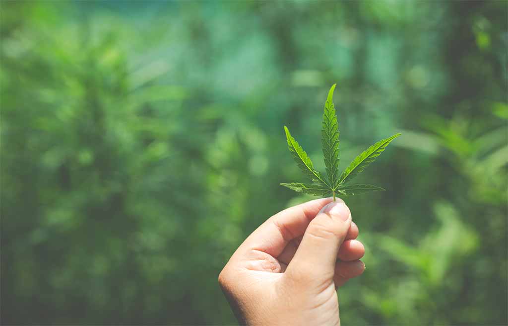 CBD Brand Marketing